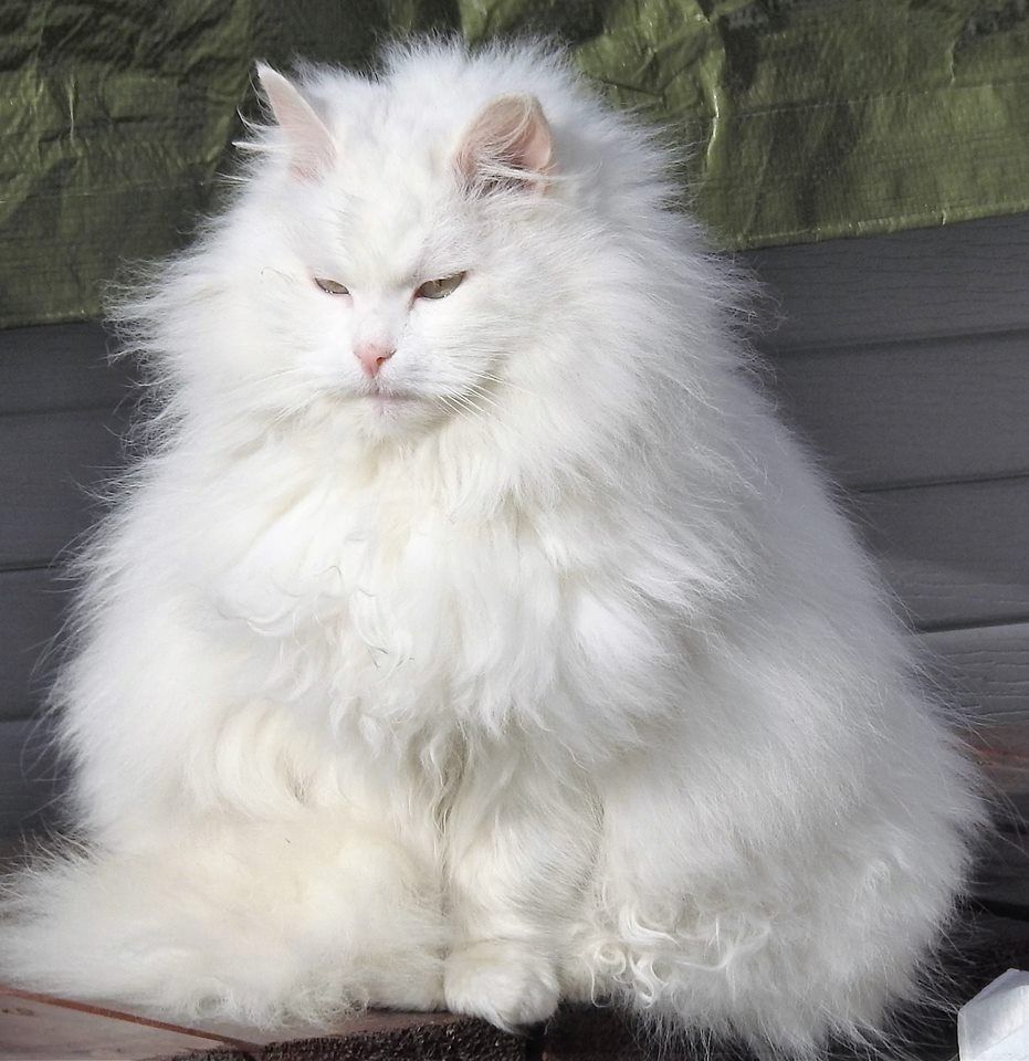 Белый пушистый котик